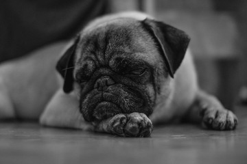 Black and white portrait of a cute pug
