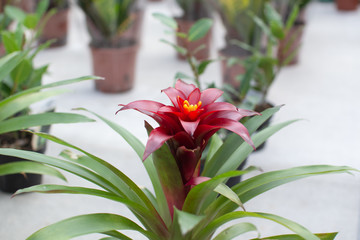 beautiful spring flowers in the garden