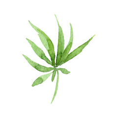 Cannabis green leaves. Watercolor background illustration set. Isolated cannabis illustration element.