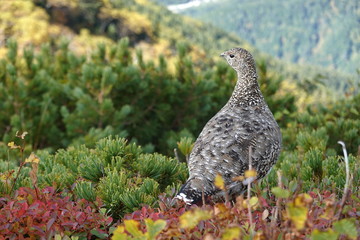 Thunder bird in Japan alps