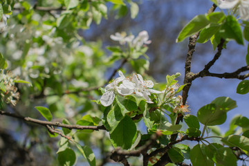 beautiful spring flowers in the garden