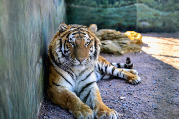 Amur wild tiger portrait in zoo