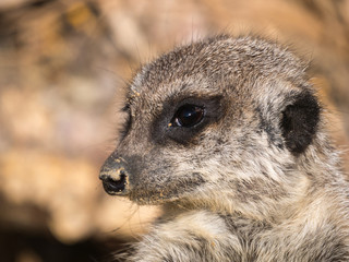 Suricate