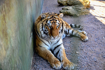 Amur wild tiger portrait in zoo