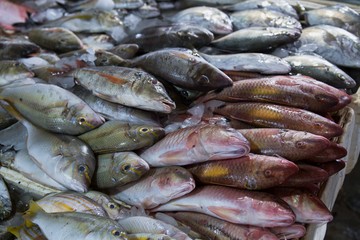 Obraz premium Caught fish in crates at the fish market.