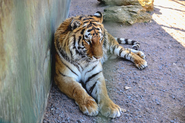 Amur wild tiger portrait in zoo