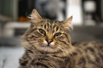 beautiful fluffy affectionate tabby cat