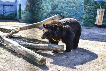 Wild Himalayan bear at the zoo