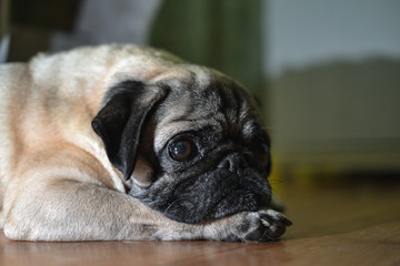 portrait of a cute pug on a walk