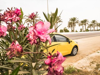 beautiful pink flowers and a yellow parked car on the side of highway and palm trees middle on the street in the background  