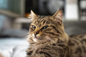 beautiful fluffy affectionate tabby cat