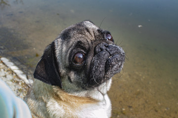 portrait of a cute pug on a walk