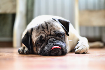 portrait of a cute pug on a walk