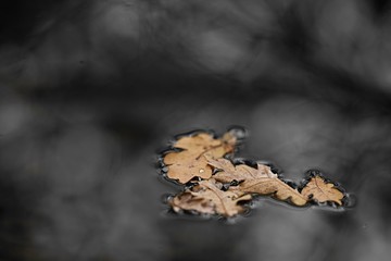 Feuilles mortes dans l'eau - nature flore biodiversité