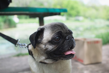 portrait of a cute pug on a walk