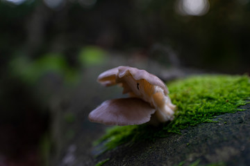 Mushroom makro in the forest