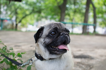 portrait of a cute pug on a walk