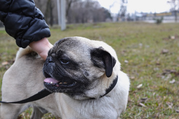 portrait of a cute pug on a walk