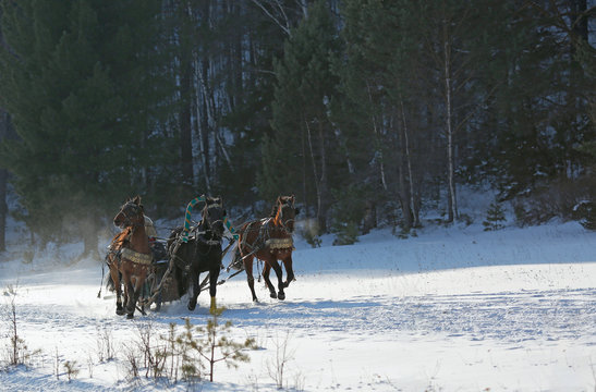  Russian three horses running in the snow in winter