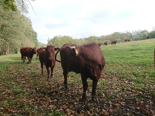 Braune Kühe auf der Weide