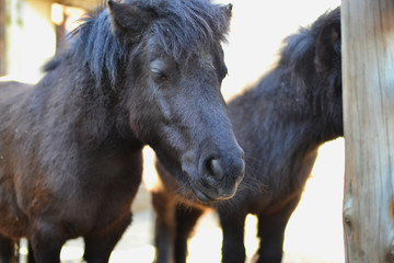 Fototapeta premium Close-up portrait of a black horse