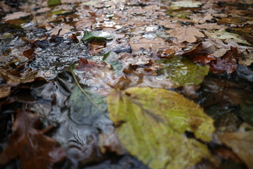 wet leaves 