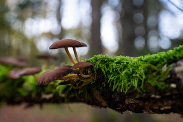 Mushroom makro in the forest