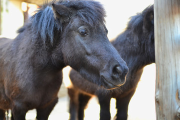 Fototapeta premium Close-up portrait of a black horse