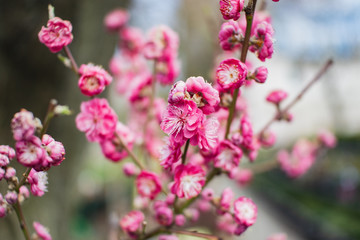 beautiful blooming sakura in the garden