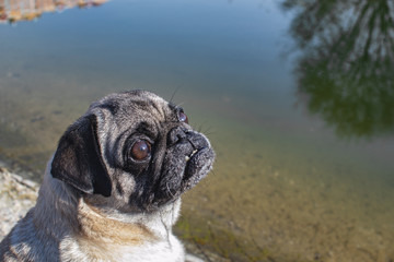 portrait of a cute pug on a walk