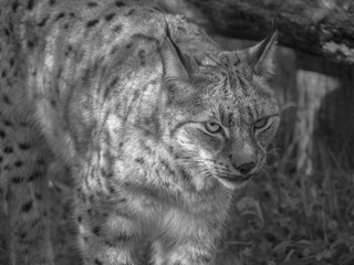 Lynx