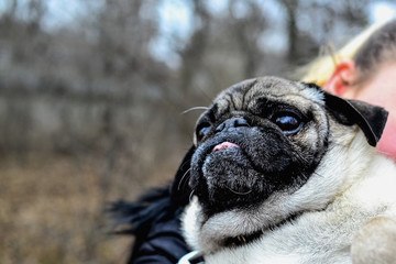 portrait of a cute pug on a walk