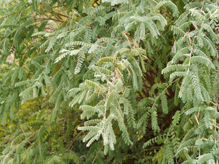 indigofera heterantha | Himalayan indigo with seed pods in autumn 