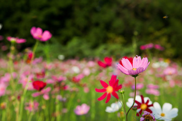 Obraz na płótnie Canvas Beautiful pink cosmos flower in field