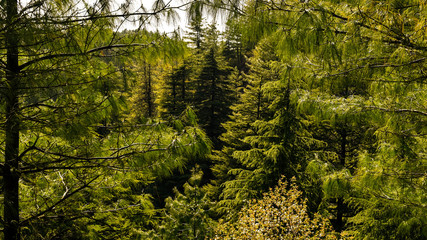 Obraz premium spring in the forest