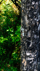 bark of a tree
