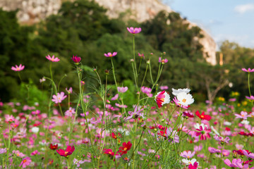 Beautiful pink cosmos flower in field