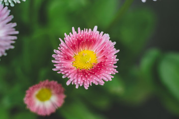 beautiful daisies blooming in the garden