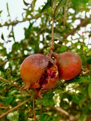 ripe pomegranate on a tree