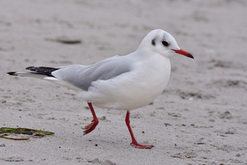 Naklejka premium Lachmöwe im Schlichtkleid