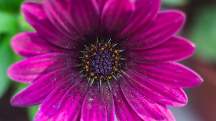 beautiful daisies blooming in the garden