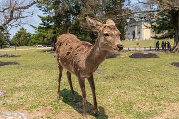 Naklejka na ściany i meble Beautiful Nara Deer at Nara city, Japan. Nara park is a famous place landmark to see wild animals deer idea for rest relax enjoy lifestyle