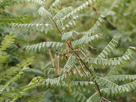 indigofera heterantha | Himalayan indigo, large ornamental shrub with grayish-green foliage, fine-textured of elliptic leaflets and seed pods in autumn 