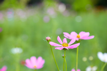 Beautiful pink cosmos flower in field