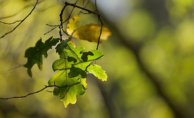 Automne feuilles de chêne