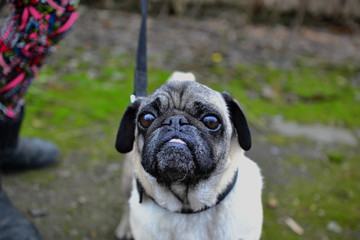 portrait of a cute pug on a walk