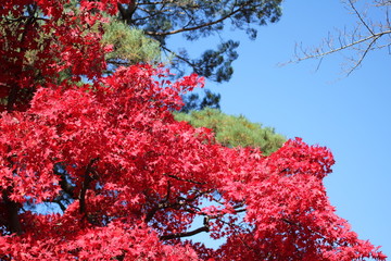 千秋公園の紅葉
