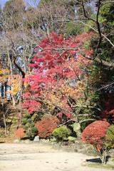 千秋公園の紅葉