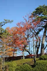 初冬の千秋公園