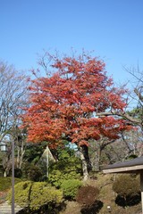初冬の千秋公園